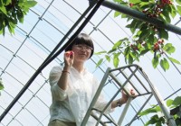 Cherry Picking Kawaguchiko