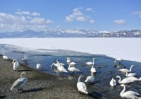 See Swan in Lake Kussharo