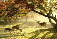 Nara Park with Deers