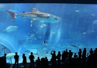 美ら海水族館