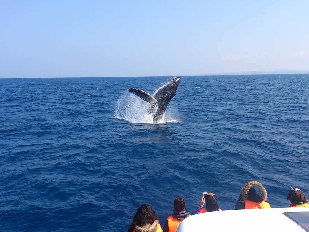 沖繩冬季海上觀鯨- 日本自由行旅遊套餐- Easy Travel Japan