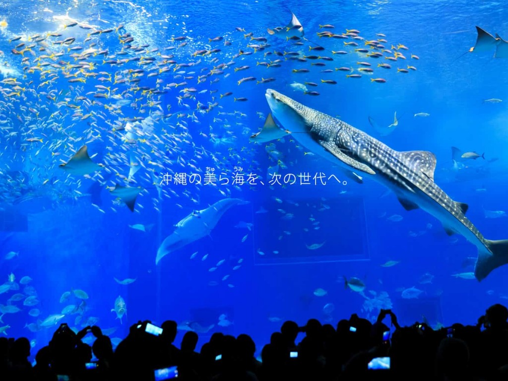 冲绳亲子游6日5晚 0