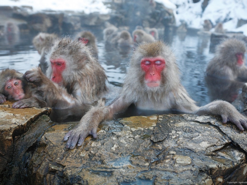 Day Trip to see Monkey Bath in Hotspring 1