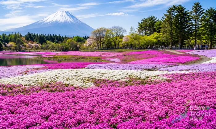 Shibazakura & Gotemba Outlet Day Trip