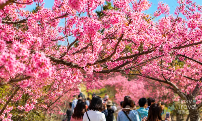 1 Day Sakura Experience in Northern Okinawa