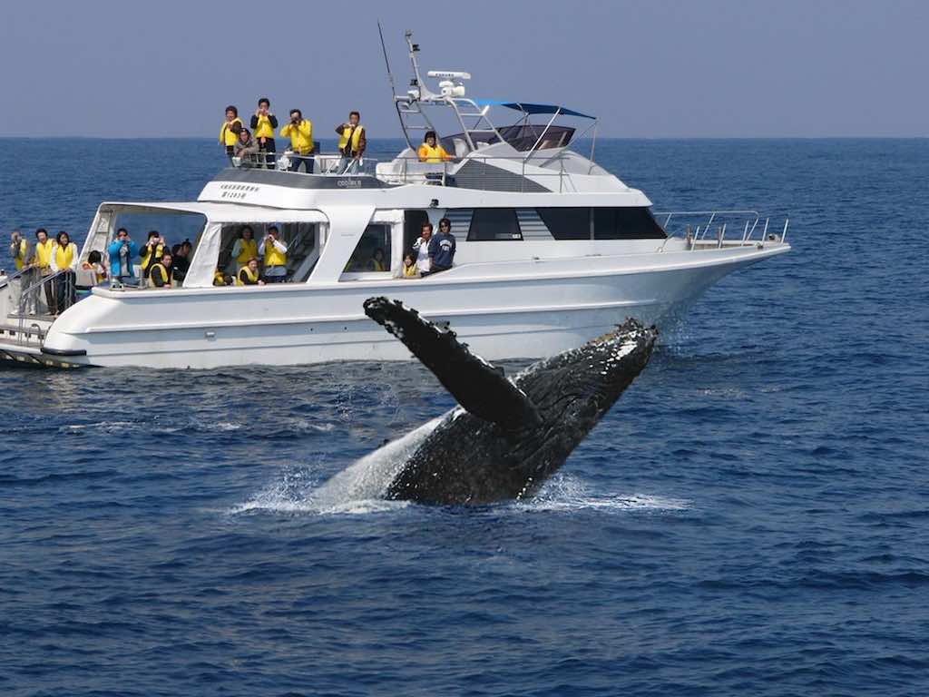 whale watching tour japan