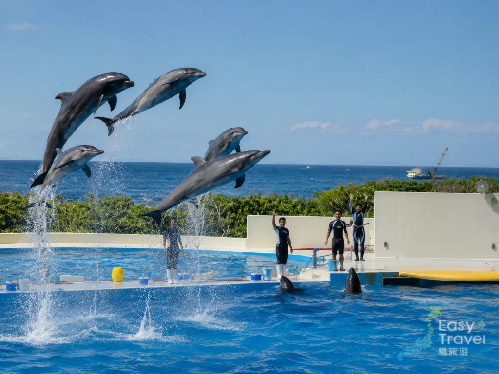 Churaumi Aquarium Dolphin Show