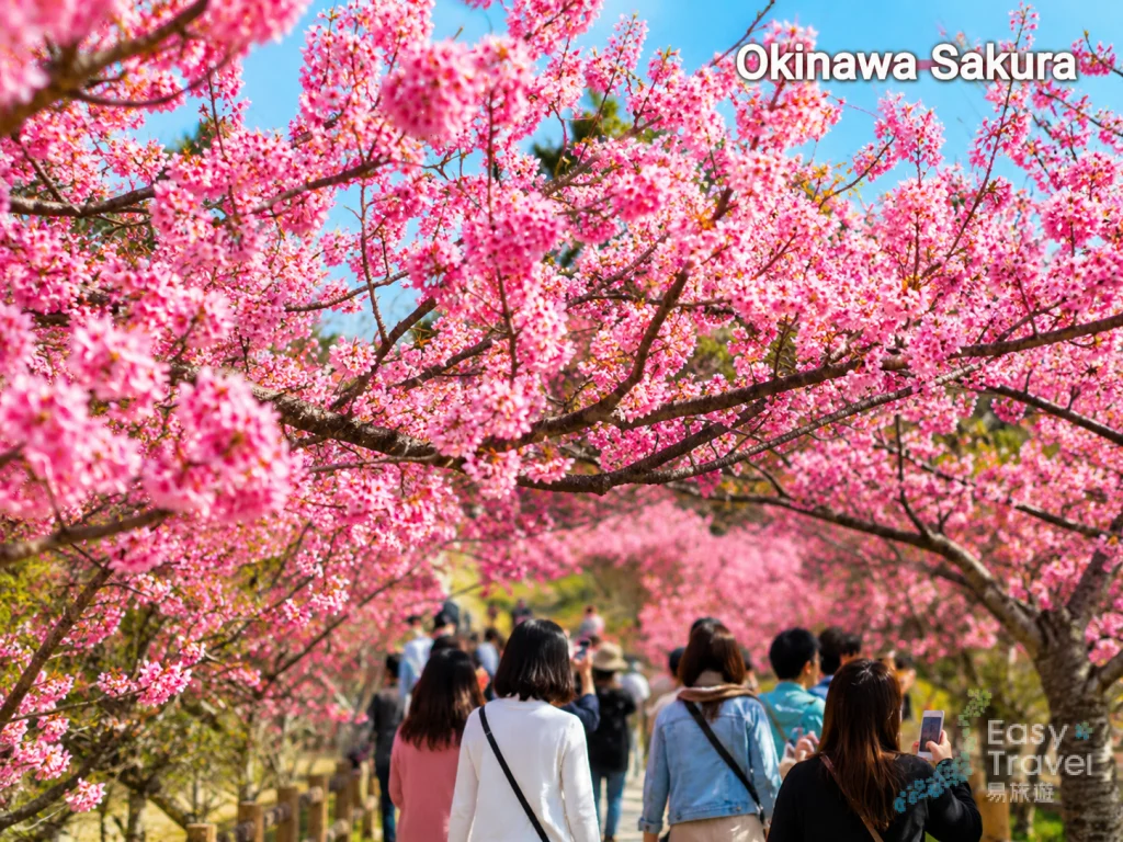 Enjoy Sakura in Okinawa