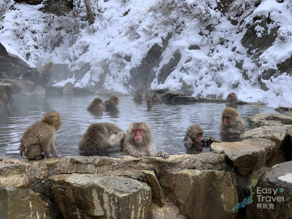 Jigokudani Snow Monkey Park