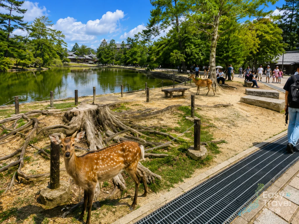 Nara Park