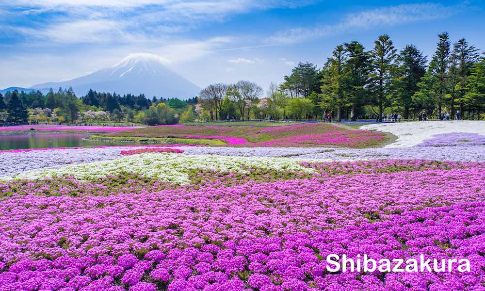 Shibazakura Festival